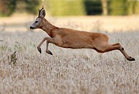 Roe deer buck jumping, Botkyrka, Stockholm, Sweden
