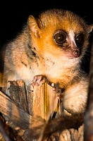 A nocturnal Mouse Lemur in Adasibe forest in Eastern Madagascar.