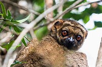 A common Brown Lemur in Andasibe forest in Eastern Madagascar.