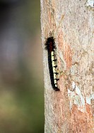 A Centipede climbing a tree in Andasibe forest in Madagascar.