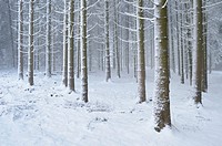Landscape of a forest with Norway Spruces (Picea abies) in winter, Germany.