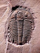 Marjumia is a Cambrian Period trilobite of Utah.