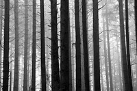 Black and White image of trees in a rain forest on a foggy morning, Canada.