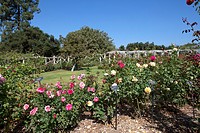 Hybrid tea roses in bloom at the Huntington Gardens and Library, San Marino, California, USA