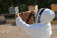 Beekeeper checking a frame of brood