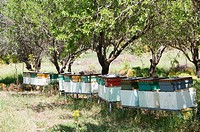 apiary in the woods, rows of beehives.