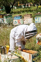 Beekeeper checking a frame of brood.