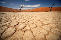 cracks and patterns in the dry surface and dead trees at Deadvlei, Namib Naukluft Park, Namibia, Africa.