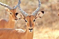The beautiful face of an Impala Antelope, Aepyceros melampus, the blue sky of Africa mirroring in its eyes, Buffalo Springs, Kenya.