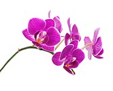 Rare purple orchid isolated on white background. Closeup.