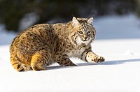Bobcat (Lynx rufus) Captive young individual in late winter mountain habitat, Bozeman, Montana, USA.