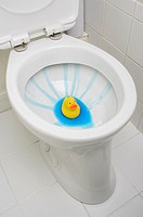 Rubber duck in clean toilet bowl