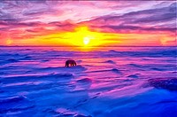 Polar bear, Artcic sunset.