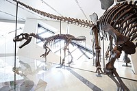 Dinosaur skeleton display inside the Royal Ontario Museum, Toronto, Ontario, Canada.