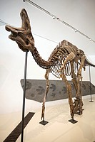 Dinosaur skeleton display inside the Royal Ontario Museum, Toronto, Ontario, Canada.