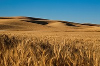Undulating grain fields in the Palouse region of Washington State, USA.