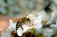 Honey bee (Apis mellifera) collecting pollen, Ukraine, Eastern Europe.