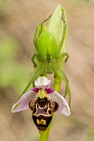 Woodcock orchid flower being explored by a Sparassidea spider (Micrommata virescens female), Montseny, Spain.