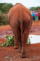Rear view of elephant Loxodonta, David Sheldrick Wildlife Trust Orphanage of Nairobi, Kenya, East Africa.