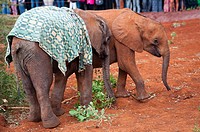 African elephants Loxodonta, David Sheldrick Wildlife Trust Orphanage in Nairobi, Kenya, East Africa.