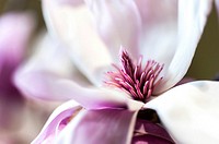 Close up of a saucer magnolia flower.