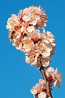 European honey bee (Apis mellifera) collecting nectar on Apricot flowers (Prunus armeniaca), variety Bhart. Location: Male Karpaty, Slovakia.