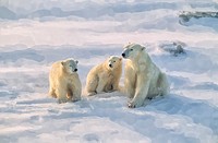 Polat bear with her cubs.