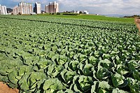Field of cabbage in Miura Hanto Peninsula, Japan