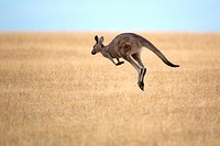 jumping Eastern Grey Kangaroo (Macropus giganteus), Maria Island, Tasmania, Australia.