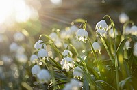 Landscape of Spring Snowflake (Leucojum vernum) blossoms in a forest on a sunny evening in spring.
