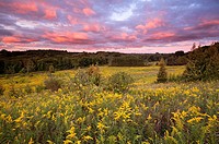 A Field of Goldenrod during a spectacular sunset at Rogers Reservoir, East Gwillimbury, Ontario, Canada.
