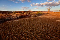 Ses Riem in rainy season, Namib-Naukluft National Park, Namib desert, Namibia.