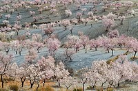 Cultivated almond trees (Prunus dulcis) in full blossom in February. Almería province, Andalusia, Spain.