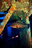 Dusky grouper haunting a wreck in the mediterranean sea. Epinephelus marginatus.