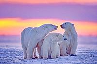Polar bear family in Arctic sunset.