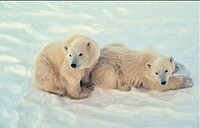 Polar bear cubs in Canadian Arctic.