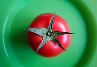 One Tomato on a Green Plate.