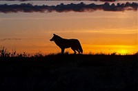 Coyote at sunset.