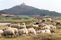 A Herd of Sheep in Front of Wachsenburg Castle. Thuringia. Germany