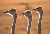 three heads of female ostriches in Masai Mara, Kenia
