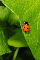 Seven-spotted Ladybug Beetle (Coccinella septempunctata) on Morning Glory (Ipomea sp.).