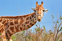 Giraffe (Giraffa camelopardalis), eating leaves, Kruger National Park, South Africa, Africa.