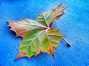 Single colorful maple leaf fallen to the pavement in autumn showing detailed structure of veins