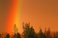 Rainbow over conifers at sunset, near Firehole River, Yellowstone National Park, Wyoming, USA.