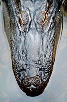 A close up shot of an American Alligator.