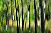blurred forest.