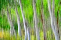 blurred forest.