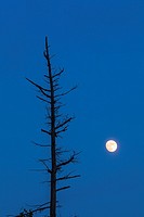 A nearly full moon rises beside a dying tree at dusk. Massasauga Provincial Park, Ontario, Canada.