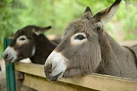 Close-up of two donkey or ass (Equus africanus asinus) looking over a fence.
