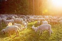 Landscape of a Sheep flock (Ovis aries) in spring, Upper Palatinate, Germany